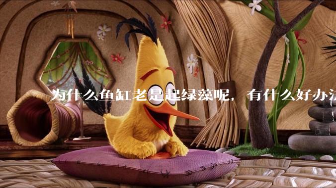 为什么鱼缸老是起绿藻呢，有什么好办法不用整天擦鱼缸？
